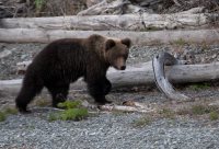 4 октября – Всемирный день защиты животных