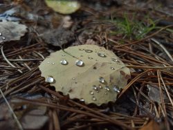 Увядание лета