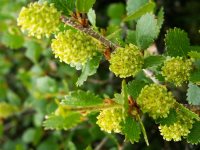 Флора. Древесно-кустарниковые виды