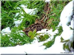 ОРНИТОЛОГИЧЕСКИЕ НОВОСТИ С УЧЕТНОГО МАРШРУТА НА ЯЙЛИНСКОЙ ТЕРРАСЕ И НЕ ТОЛЬКО. Выпуск 5. 2017.