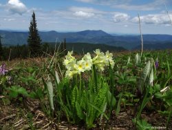 ОРНИТОЛОГИЧЕСКИЕ НОВОСТИ С УЧЕТНОГО МАРШРУТА НА ЯЙЛИНСКОЙ ТЕРРАСЕ И НЕ ТОЛЬКО. Июнь 2019