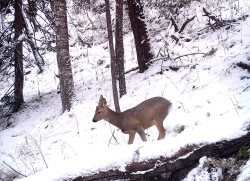 Продолжается восстановление ареала косули по восточному побережью Телецкого озера