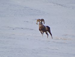 Легенда Алтая и Саян – Аргали