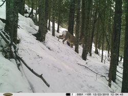 Окно в заповедную природу. Косуля сибирская