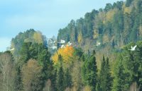 В Алтайском заповеднике наблюдают массовый пролёт лебедей