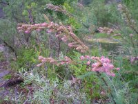 Заметки дендролога. Мирикария