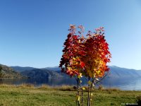 ОРНИТОЛОГИЧЕСКИЕ НОВОСТИ С УЧЕТНОГО МАРШРУТА НА ЯЙЛИНСКОЙ ТЕРРАСЕ И НЕ ТОЛЬКО. Октябрь 2019