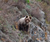 Из жизни государственного инспектора. Медведь на прителецком склоне