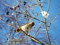ОРНИТОЛОГИЧЕСКИЕ НОВОСТИ С УЧЕТНОГО МАРШРУТА НА ЯЙЛИНСКОЙ ТЕРРАСЕ И НЕ ТОЛЬКО. Декабрь 2019