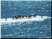 ОРНИТОЛОГИЧЕСКИЕ НОВОСТИ С УЧЕТНОГО МАРШРУТА НА ЯЙЛИНСКОЙ ТЕРРАСЕ И НЕ ТОЛЬКО. Выпуск №11