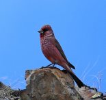 Фото А. Лотов