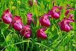 Башмачок крупноцветковый (Венерин башмачок крупноцветковый), Cypripedium macranthon Sw. - Фото - В. Лотов
