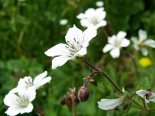 Geranium albiflorum (Герань Ричардсона)
