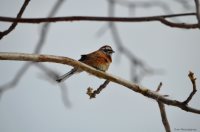 ОРНИТОЛОГИЧЕСКИЕ НОВОСТИ С УЧЕТНОГО МАРШРУТА НА ЯЙЛИНСКОЙ ТЕРРАСЕ И НЕ ТОЛЬКО. Март 2020