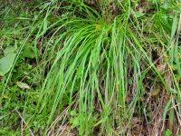 Зарубежные и российские учёные исследовали эндемик Алтайского заповедника