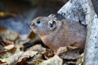 3 марта - Всемирный день дикой природы!