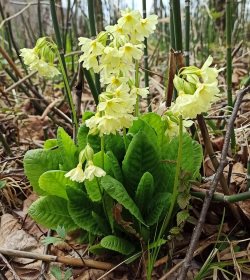 Вальяжная весна