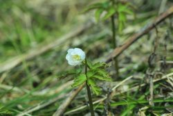 Фенологические заметки. Оживление весны в Алтайском заповеднике