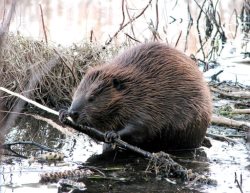 После зимнего отдыха популяция бобров, обитающих на р. Ойер приступила к активной работе
