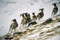 В Кош-Агаче обсудили вопросы трансграничных учетов алтайского горного барана