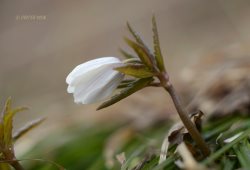 Фенологические заметки. Каким был март