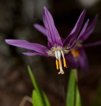 Традиции заповедного Алтая. Месяцеслов. Апрель.