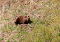 О медведе и белке-летяге Алтайского заповедника представлены доклады  на международном уровне