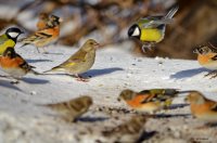 Обыкновенная зеленушка впервые отмечена на зимовке в Алтайском заповеднике