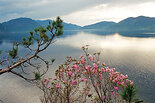 Рододендрон Ледебура, Rhododendron ledebourii Pojark. Фото А. Лотов
