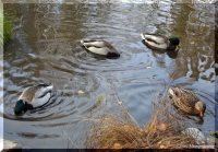 ОРНИТОЛОГИЧЕСКИЕ НОВОСТИ С УЧЕТНОГО МАРШРУТА НА ЯЙЛИНСКОЙ ТЕРРАСЕ И НЕ ТОЛЬКО. Выпуск 4. 2017