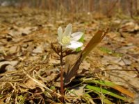 В Алтайском заповеднике появились первые цветы