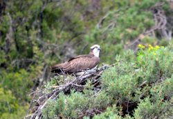 ОРНИТОЛОГИЧЕСКИЕ НОВОСТИ С УЧЕТНОГО МАРШРУТА НА ЯЙЛИНСКОЙ ТЕРРАСЕ И НЕ ТОЛЬКО. Июль 2023