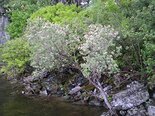 Жимолость татарская. Lonicera tatarica. Фото М. Сахневич.