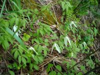 Заметки дендролога. Княжик сибирский