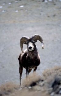 В Алтае-Саянах стартуют учеты численности аргали в трансграничной зоне России и Монголии