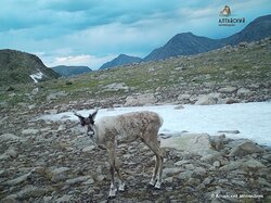 Северные олени вновь попали в фотоловушку в Алтайском заповеднике