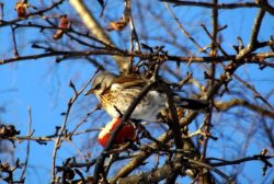 ОРНИТОЛОГИЧЕСКИЕ НОВОСТИ С УЧЕТНОГО МАРШРУТА НА ЯЙЛИНСКОЙ ТЕРРАСЕ И НЕ ТОЛЬКО. Ноябрь 2019