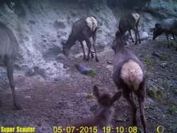 Окно в заповедную природу. Майские сюжеты.