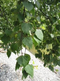 Заметки дендролога. Берёза повислая