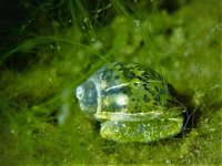 Тайны глубин Телецкого озера. В Алтайском заповеднике. Фото Романа Воробьёва и Татьяны Клименко