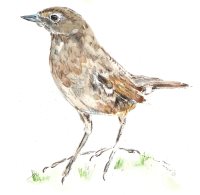 Традиции заповедного Алтая. JЫЛ – КЕЛ (ДИЛ-КЕЛЬ)