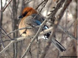 ОРНИТОЛОГИЧЕСКИЕ НОВОСТИ С УЧЕТНОГО МАРШРУТА НА ЯЙЛИНСКОЙ ТЕРРАСЕ И НЕ ТОЛЬКО. Выпуск 9. 2017