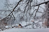 Состоялось заключительное заседание научно-технического совета Алтайского заповедника в 2020 году