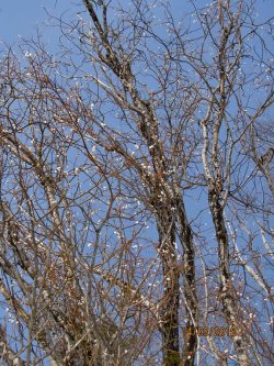 Первые признаки весны