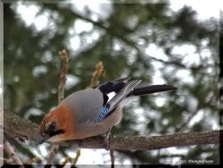 ОРНИТОЛОГИЧЕСКИЕ НОВОСТИ С УЧЕТНОГО МАРШРУТА НА ЯЙЛИНСКОЙ ТЕРРАСЕ И НЕ ТОЛЬКО. Выпуск1. 2017 