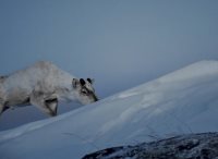 Фотоловушки. Кто часто попадал в кадр