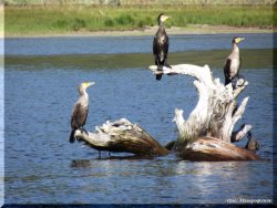 ОРНИТОЛОГИЧЕСКИЕ НОВОСТИ С УЧЕТНОГО МАРШРУТА НА ЯЙЛИНСКОЙ ТЕРРАСЕ И НЕ ТОЛЬКО  Выпуск №13