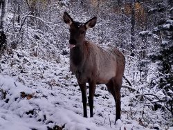 Кто ходит рядом с заповедным кордоном Байгазан. Новости фотоловушек