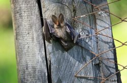 Рубрика жизнь заповедного кордона. Яйлю. Летучая мышь.