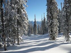 Фенологические заметки. Итоги января